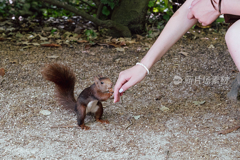 小红松鼠(Sciurus vulgaris orientis)正在一个女孩的手上吃东西。